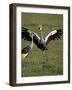 Grey Crowned Crane Dancing Next to Its Mate with Its Feet off the Ground and Wings Spread-James Hager-Framed Photographic Print