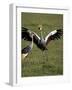 Grey Crowned Crane Dancing Next to Its Mate with Its Feet off the Ground and Wings Spread-James Hager-Framed Photographic Print