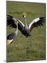 Grey Crowned Crane Dancing Next to Its Mate with Its Feet off the Ground and Wings Spread-James Hager-Mounted Photographic Print