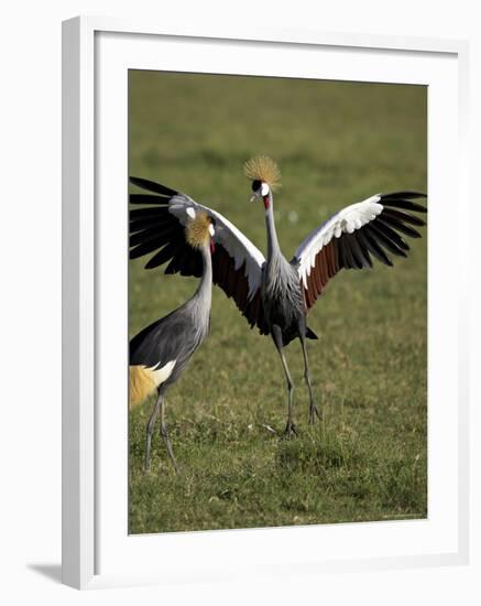 Grey Crowned Crane Dancing Next to Its Mate with Its Feet off the Ground and Wings Spread-James Hager-Framed Photographic Print