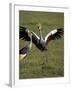 Grey Crowned Crane Dancing Next to Its Mate with Its Feet off the Ground and Wings Spread-James Hager-Framed Photographic Print