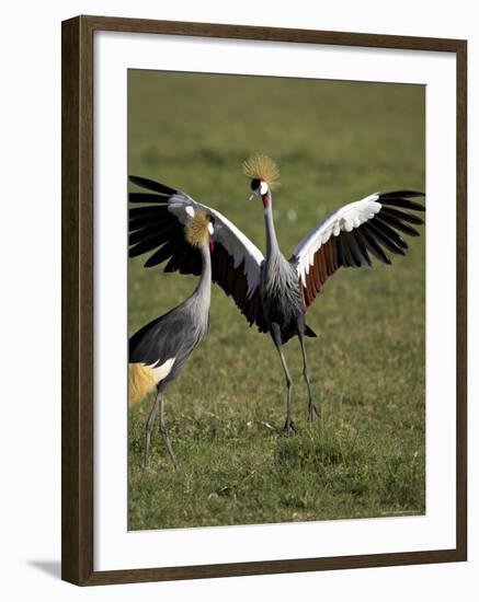 Grey Crowned Crane Dancing Next to Its Mate with Its Feet off the Ground and Wings Spread-James Hager-Framed Photographic Print