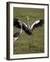 Grey Crowned Crane Dancing Next to Its Mate with Its Feet off the Ground and Wings Spread-James Hager-Framed Photographic Print