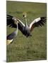 Grey Crowned Crane Dancing Next to Its Mate with Its Feet off the Ground and Wings Spread-James Hager-Mounted Photographic Print