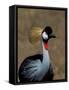 Grey Crowned Crane, Kenya-Charles Sleicher-Framed Stretched Canvas