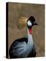 Grey Crowned Crane, Kenya-Charles Sleicher-Stretched Canvas