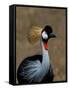 Grey Crowned Crane, Kenya-Charles Sleicher-Framed Stretched Canvas