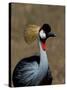 Grey Crowned Crane, Kenya-Charles Sleicher-Stretched Canvas
