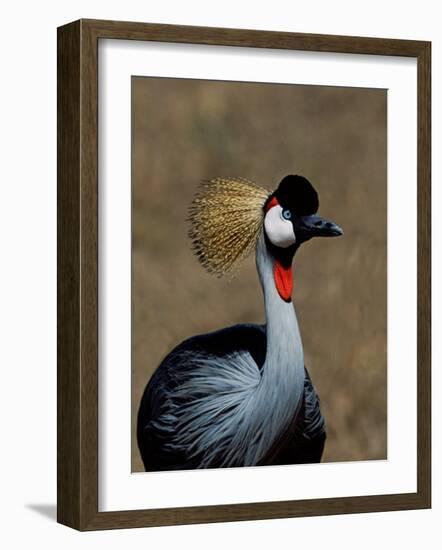 Grey Crowned Crane, Kenya-Charles Sleicher-Framed Photographic Print