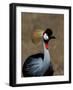 Grey Crowned Crane, Kenya-Charles Sleicher-Framed Photographic Print