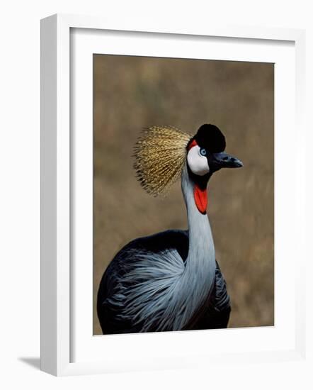 Grey Crowned Crane, Kenya-Charles Sleicher-Framed Photographic Print