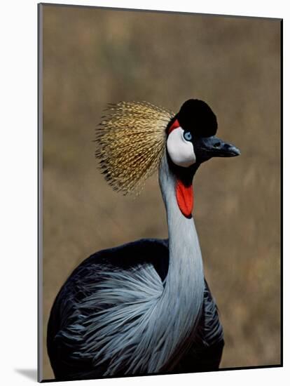 Grey Crowned Crane, Kenya-Charles Sleicher-Mounted Photographic Print