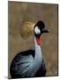 Grey Crowned Crane, Kenya-Charles Sleicher-Mounted Photographic Print