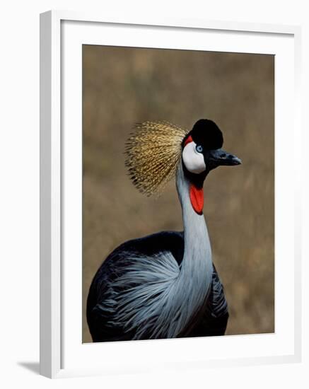 Grey Crowned Crane, Kenya-Charles Sleicher-Framed Photographic Print