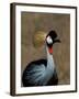 Grey Crowned Crane, Kenya-Charles Sleicher-Framed Photographic Print