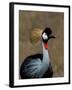 Grey Crowned Crane, Kenya-Charles Sleicher-Framed Photographic Print