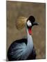 Grey Crowned Crane, Kenya-Charles Sleicher-Mounted Photographic Print