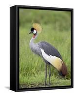 Grey Crowned Crane, Serengeti National Park, Tanzania, East Africa-James Hager-Framed Stretched Canvas