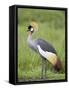 Grey Crowned Crane, Serengeti National Park, Tanzania, East Africa-James Hager-Framed Stretched Canvas