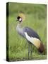 Grey Crowned Crane, Serengeti National Park, Tanzania, East Africa-James Hager-Stretched Canvas