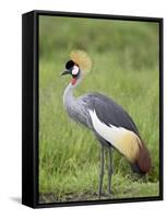 Grey Crowned Crane, Serengeti National Park, Tanzania, East Africa-James Hager-Framed Stretched Canvas