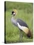 Grey Crowned Crane, Serengeti National Park, Tanzania, East Africa-James Hager-Stretched Canvas