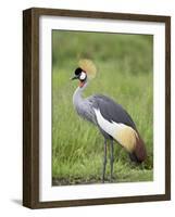 Grey Crowned Crane, Serengeti National Park, Tanzania, East Africa-James Hager-Framed Photographic Print