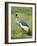 Grey Crowned Crane, Serengeti National Park, Tanzania, East Africa-James Hager-Framed Photographic Print