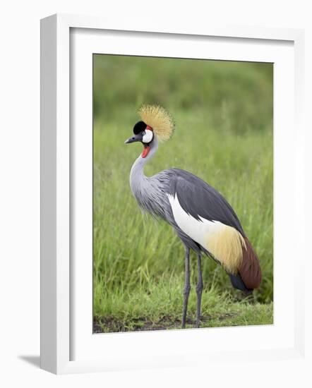 Grey Crowned Crane, Serengeti National Park, Tanzania, East Africa-James Hager-Framed Photographic Print