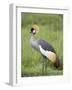 Grey Crowned Crane, Serengeti National Park, Tanzania, East Africa-James Hager-Framed Photographic Print