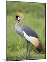 Grey Crowned Crane, Serengeti National Park, Tanzania, East Africa-James Hager-Mounted Photographic Print