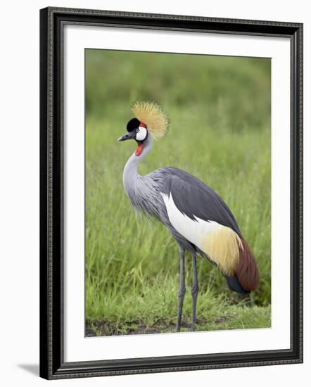 Grey Crowned Crane, Serengeti National Park, Tanzania, East Africa-James Hager-Framed Photographic Print