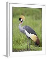 Grey Crowned Crane, Serengeti National Park, Tanzania, East Africa-James Hager-Framed Photographic Print