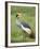 Grey Crowned Crane, Serengeti National Park, Tanzania, East Africa-James Hager-Framed Photographic Print