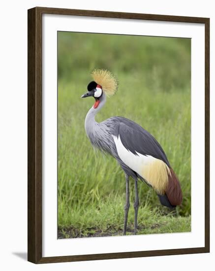 Grey Crowned Crane, Serengeti National Park, Tanzania, East Africa-James Hager-Framed Photographic Print