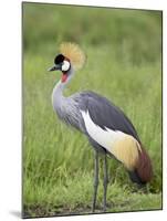 Grey Crowned Crane, Serengeti National Park, Tanzania, East Africa-James Hager-Mounted Photographic Print