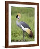 Grey Crowned Crane, Serengeti National Park, Tanzania, East Africa-James Hager-Framed Photographic Print