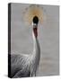 Grey Crowned Crane (Southern Crowned Crane) (Balearica Regulorum), Serengeti National Park, Tanzani-James Hager-Stretched Canvas