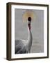 Grey Crowned Crane (Southern Crowned Crane) (Balearica Regulorum), Serengeti National Park, Tanzani-James Hager-Framed Photographic Print