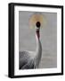 Grey Crowned Crane (Southern Crowned Crane) (Balearica Regulorum), Serengeti National Park, Tanzani-James Hager-Framed Photographic Print