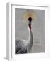 Grey Crowned Crane (Southern Crowned Crane) (Balearica Regulorum), Serengeti National Park, Tanzani-James Hager-Framed Photographic Print