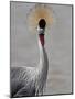 Grey Crowned Crane (Southern Crowned Crane) (Balearica Regulorum), Serengeti National Park, Tanzani-James Hager-Mounted Photographic Print