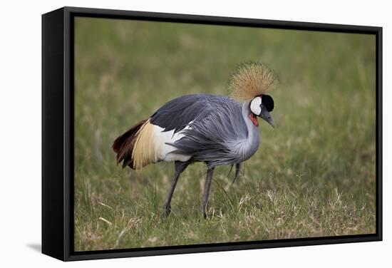 Grey Crowned Crane (Southern Crowned Crane) (Balearica Regulorum)-James Hager-Framed Stretched Canvas