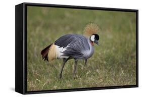 Grey Crowned Crane (Southern Crowned Crane) (Balearica Regulorum)-James Hager-Framed Stretched Canvas