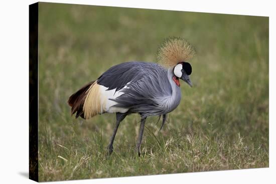 Grey Crowned Crane (Southern Crowned Crane) (Balearica Regulorum)-James Hager-Stretched Canvas