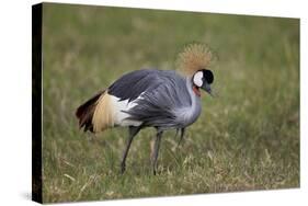Grey Crowned Crane (Southern Crowned Crane) (Balearica Regulorum)-James Hager-Stretched Canvas