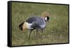 Grey Crowned Crane (Southern Crowned Crane) (Balearica Regulorum)-James Hager-Framed Stretched Canvas