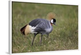 Grey Crowned Crane (Southern Crowned Crane) (Balearica Regulorum)-James Hager-Framed Photographic Print