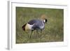 Grey Crowned Crane (Southern Crowned Crane) (Balearica Regulorum)-James Hager-Framed Photographic Print