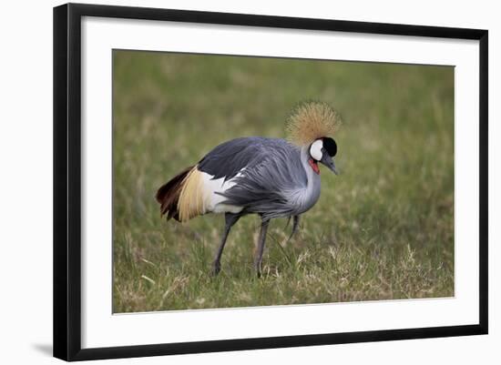 Grey Crowned Crane (Southern Crowned Crane) (Balearica Regulorum)-James Hager-Framed Photographic Print